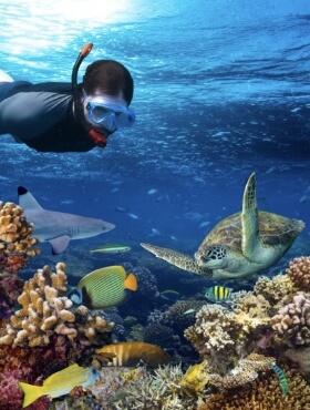 Persona buceando con tortugas y corales