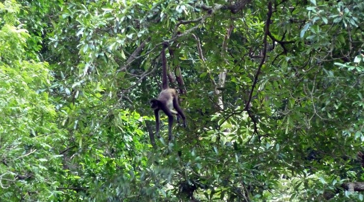 mono colgandose en árbol